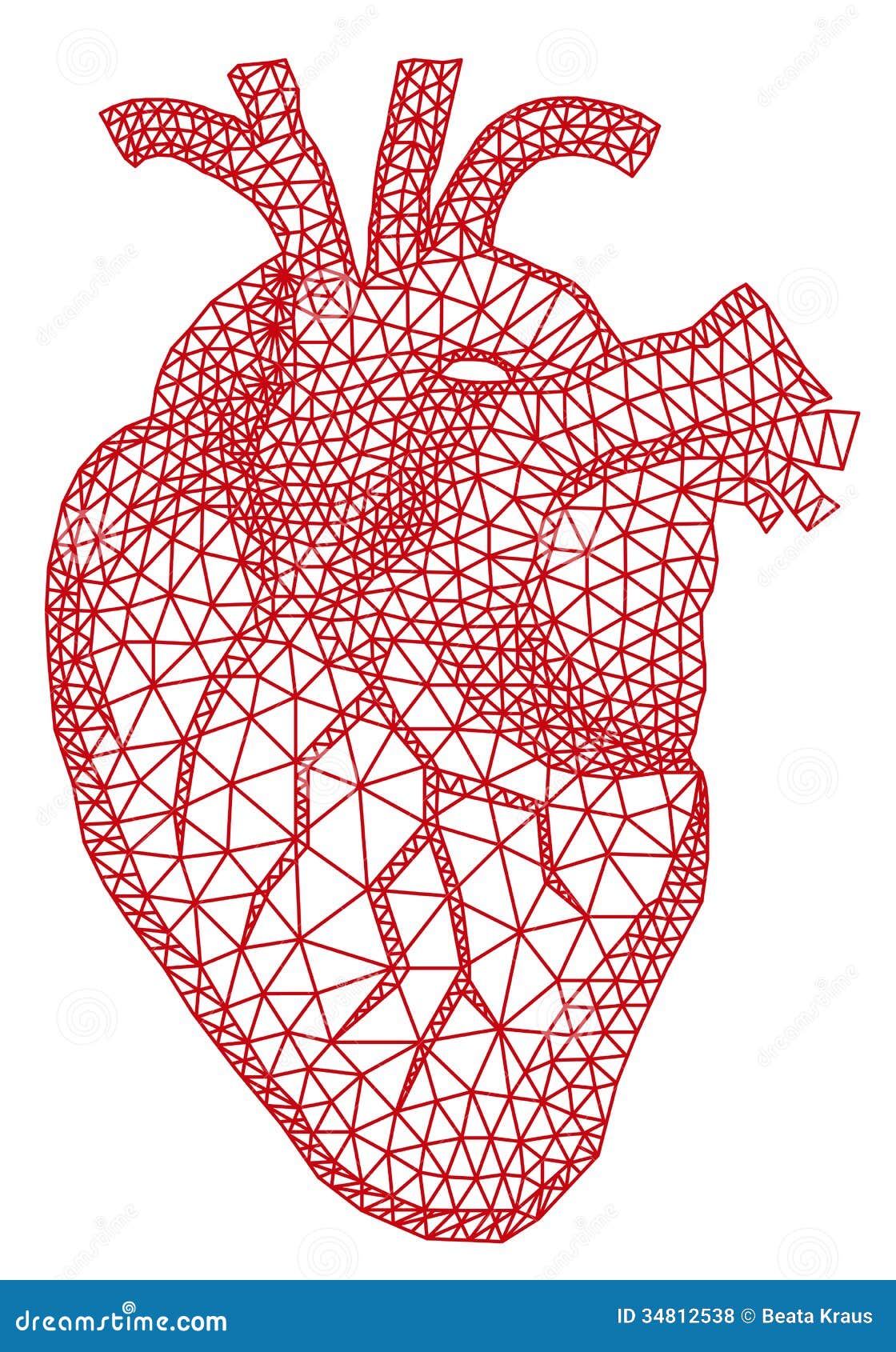 free heart anatomy clipart - photo #44