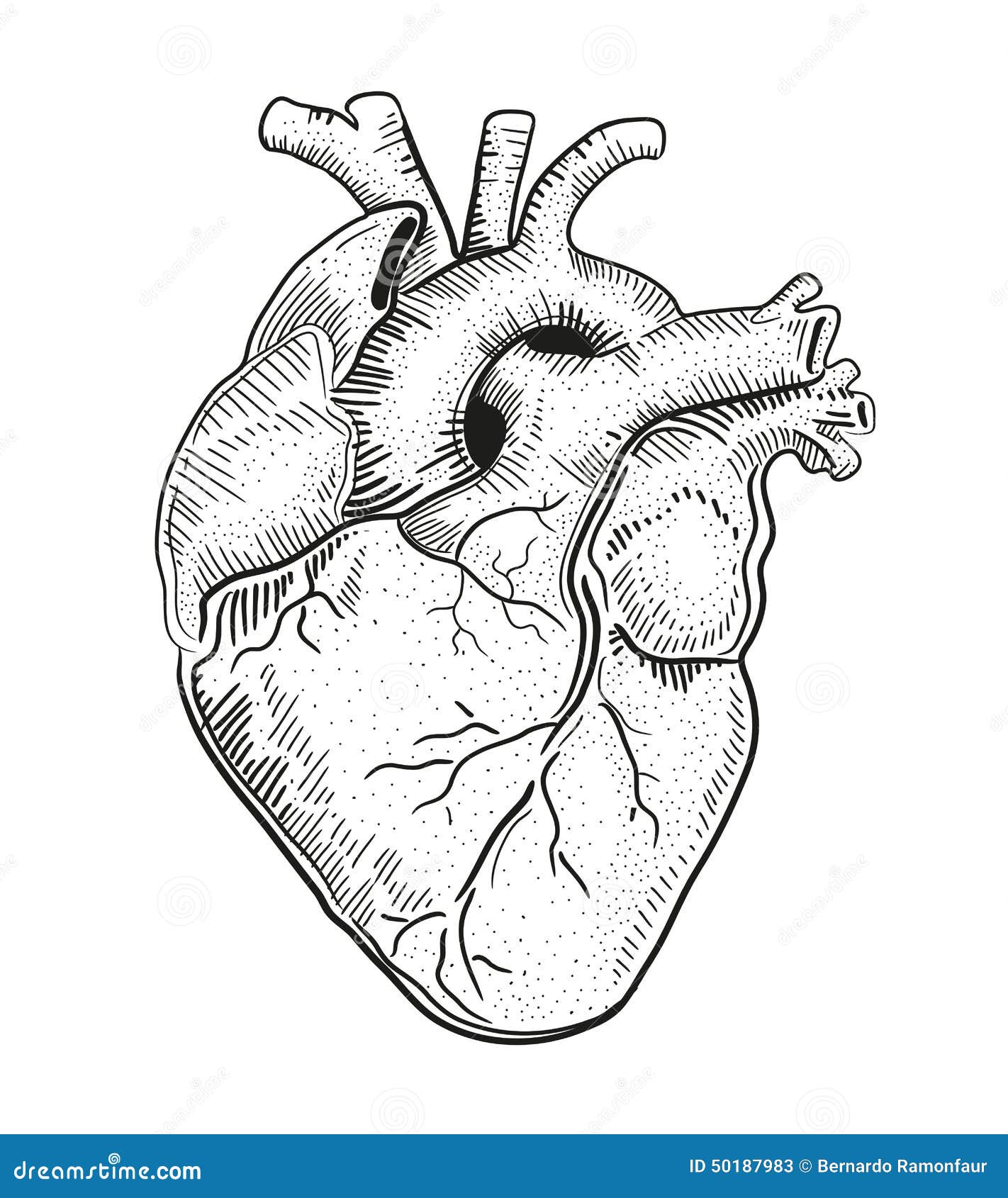 Heart a stock vector. Illustration of organ, sketch, heart - 50187983