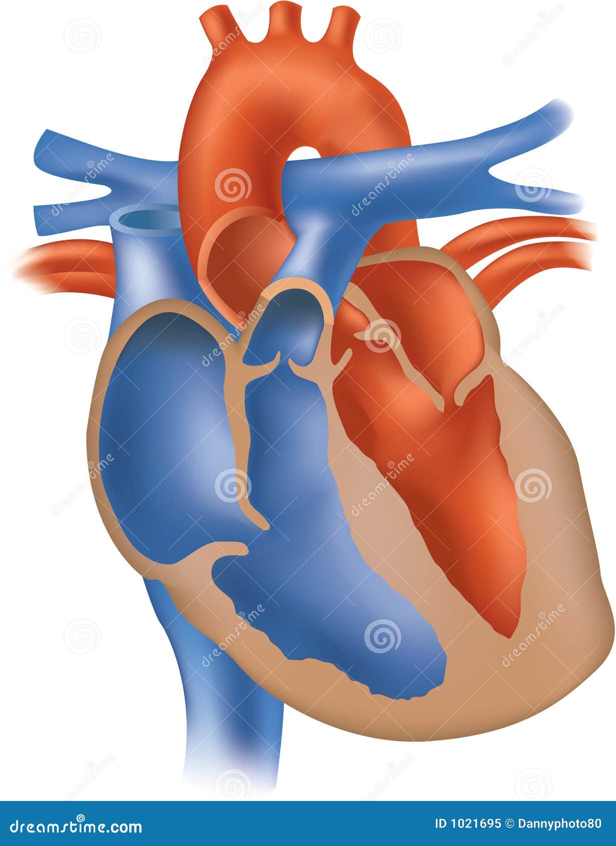 Heart Illustration Cross Section Stock Illustration - Illustration of ...