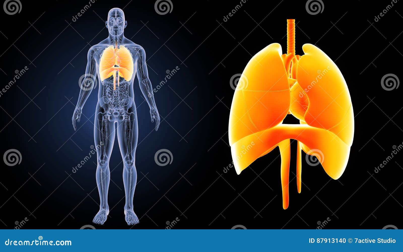Heart, Lungs And Diaphragm Zoom With Anatomy Anterior View Stock