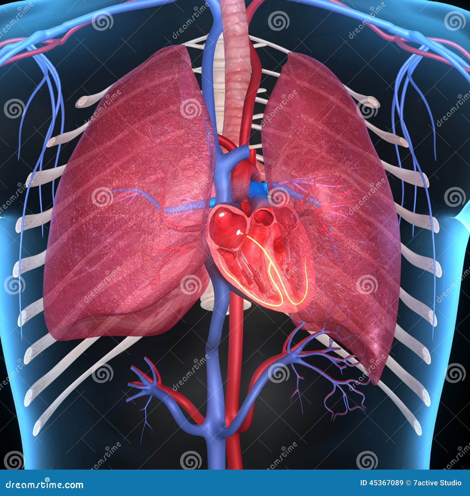 Heart with lungs stock illustration. Illustration of flow - 45367089 Heart with lungs stock illustration. Illustration of flow - 45367089