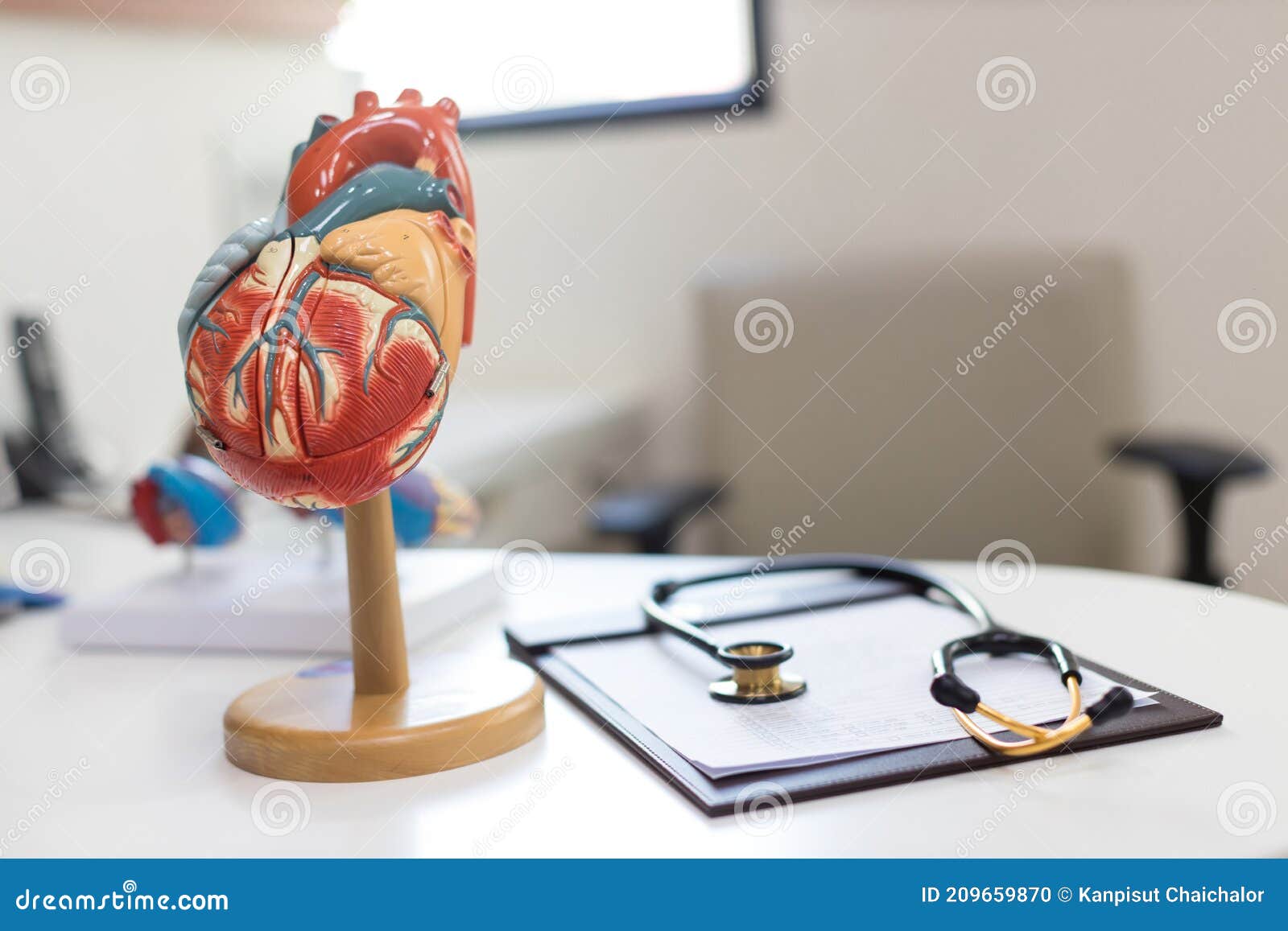 Heart Model. Human Heart Plastic Model. Anatomical Model of Human Heart