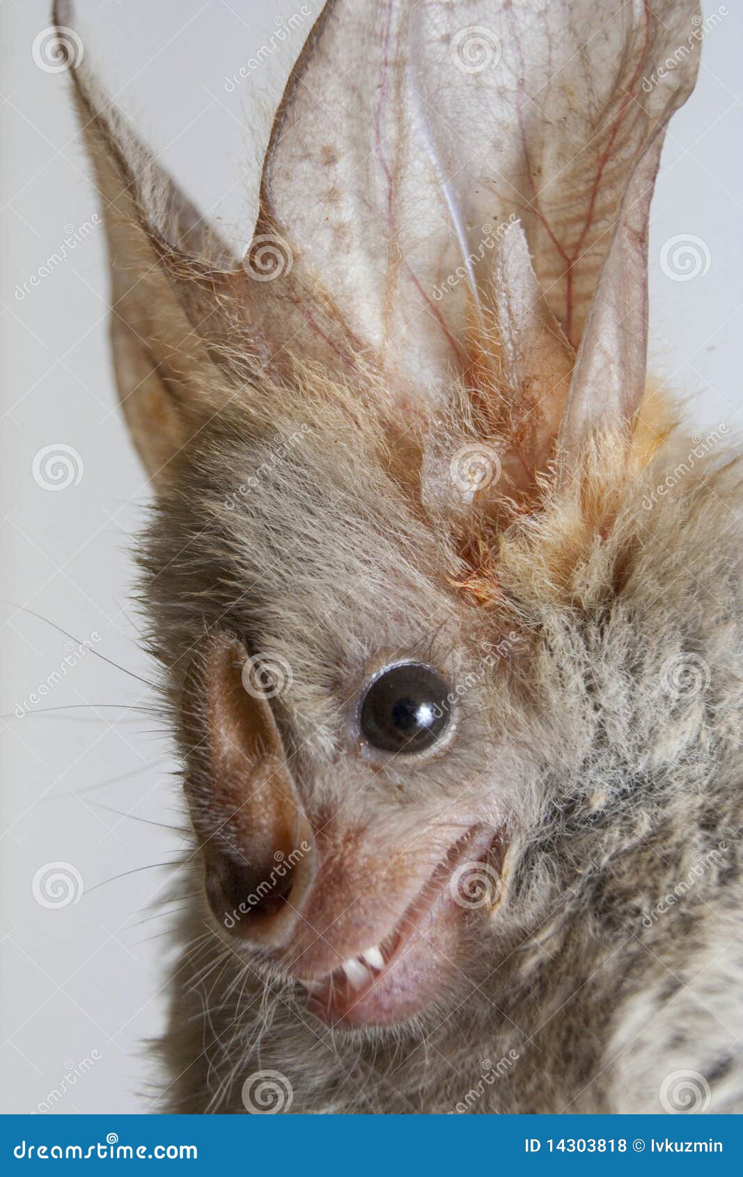 Heartnosed Bat (Cardioderma Cor) Stock Photo Image of wildlife