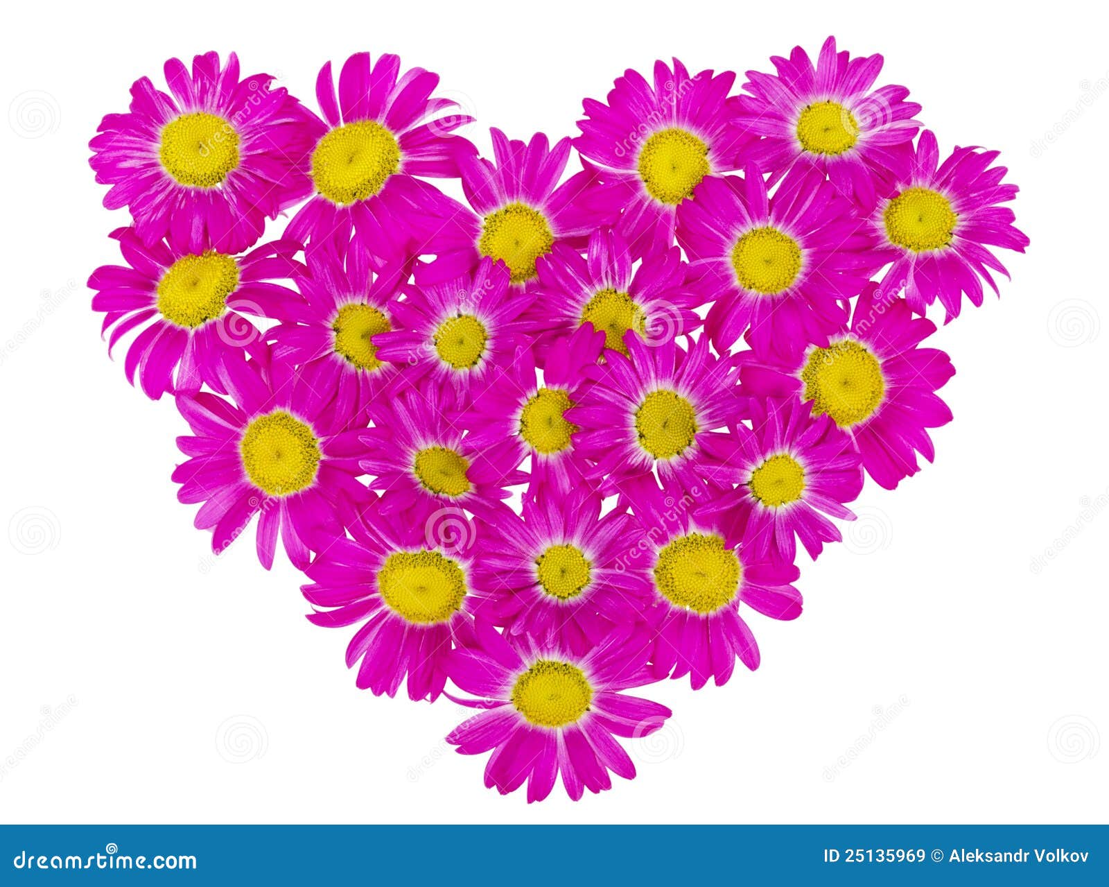 Heart from pink daisies stock image. Image of garden 25135969