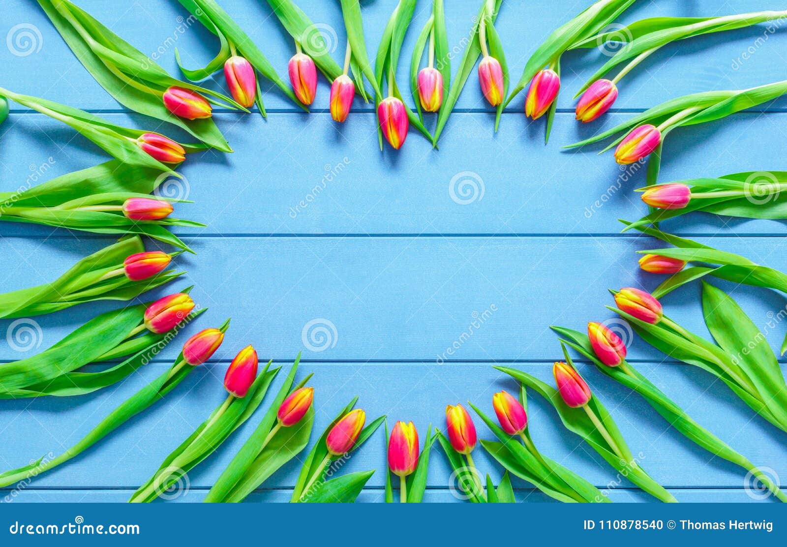 heart from red tulips flowers on blue wooden table for march 8, international womens day, birthday , valentines day or mothers day