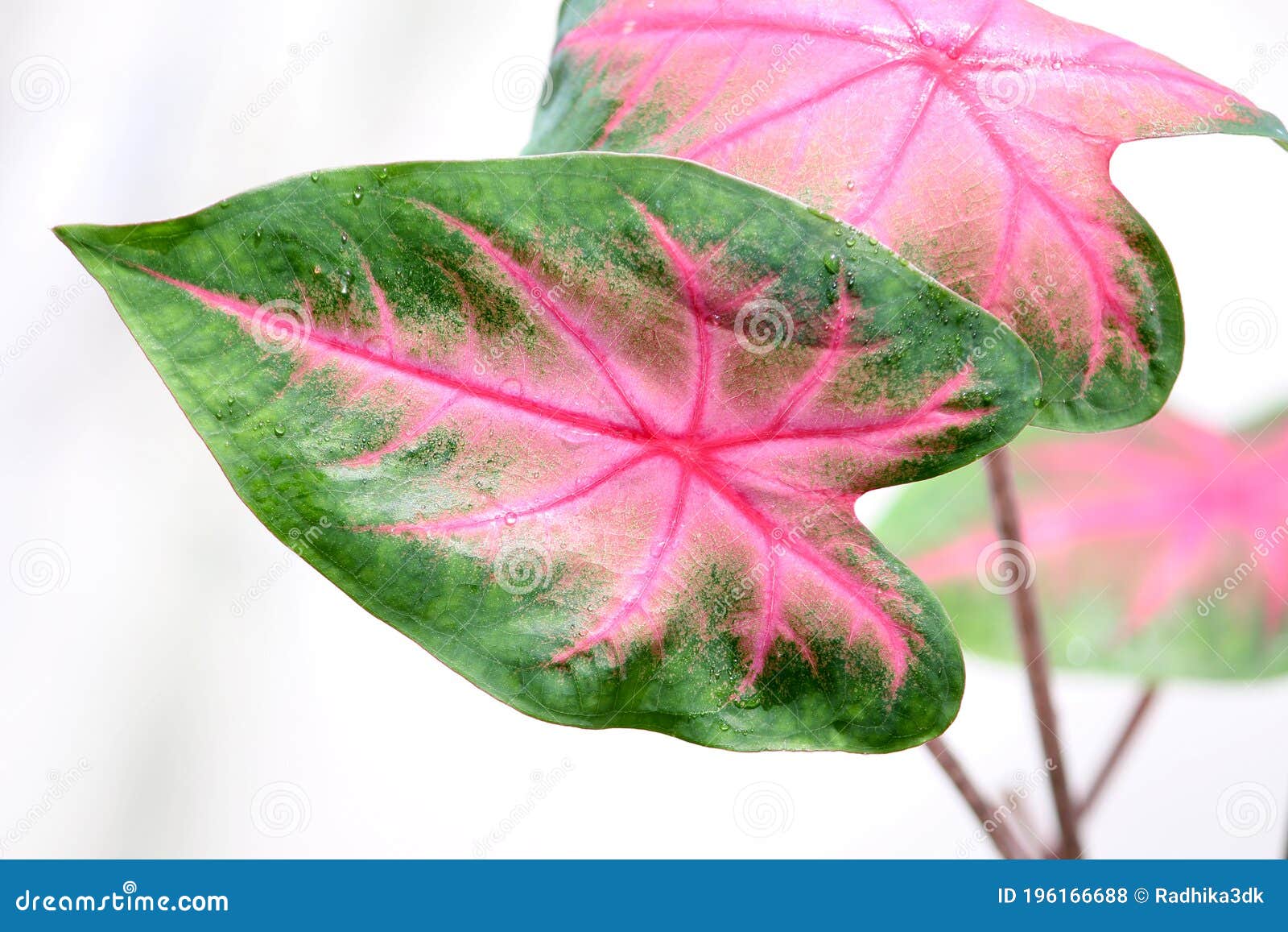 Heart Shape Caladium Plant Angel Wings Stock Photo - Image of isolated ...