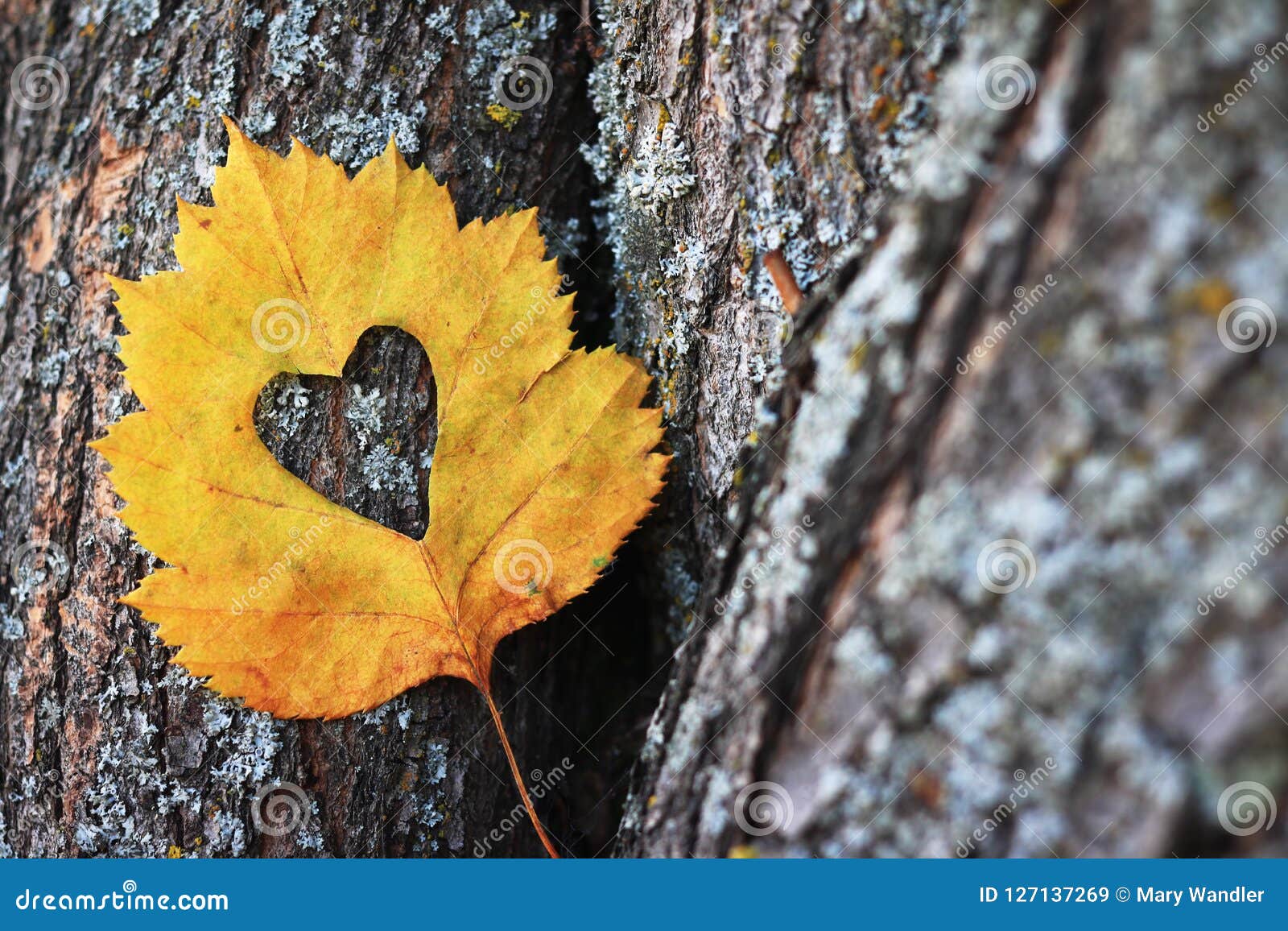 Yellow Autumn Leaf Laying Against the Bark of a Tree Stock Image ...