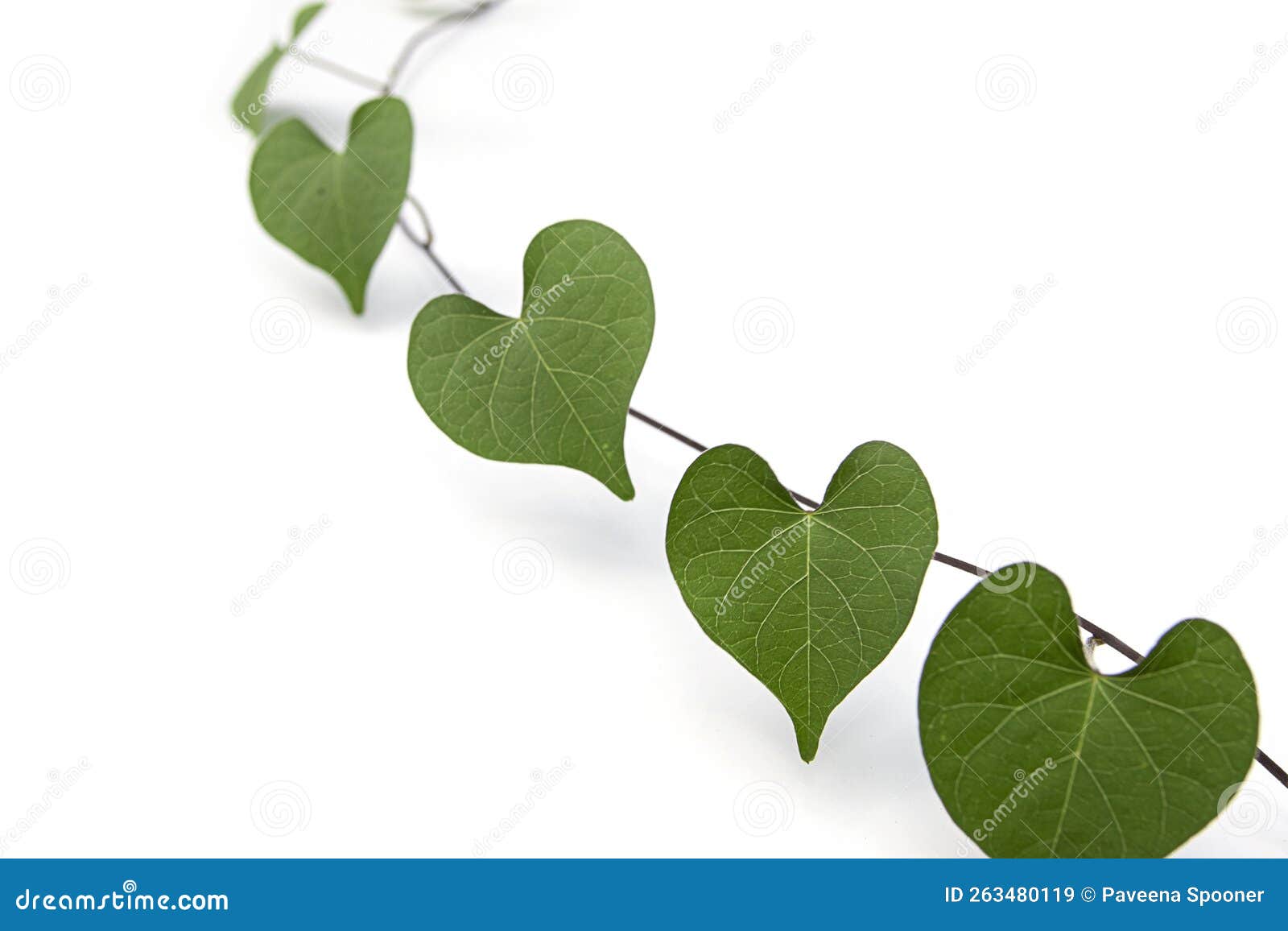 Heart Shape Green Leaf Tropical Jungle Vine Isolated on White