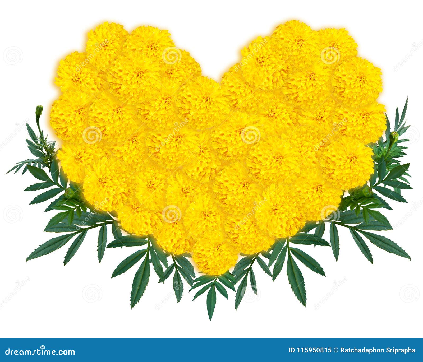 Heart Shape of Marigold or Calendula Flowers Stock Image - Image of floral,  decoration: 115950815