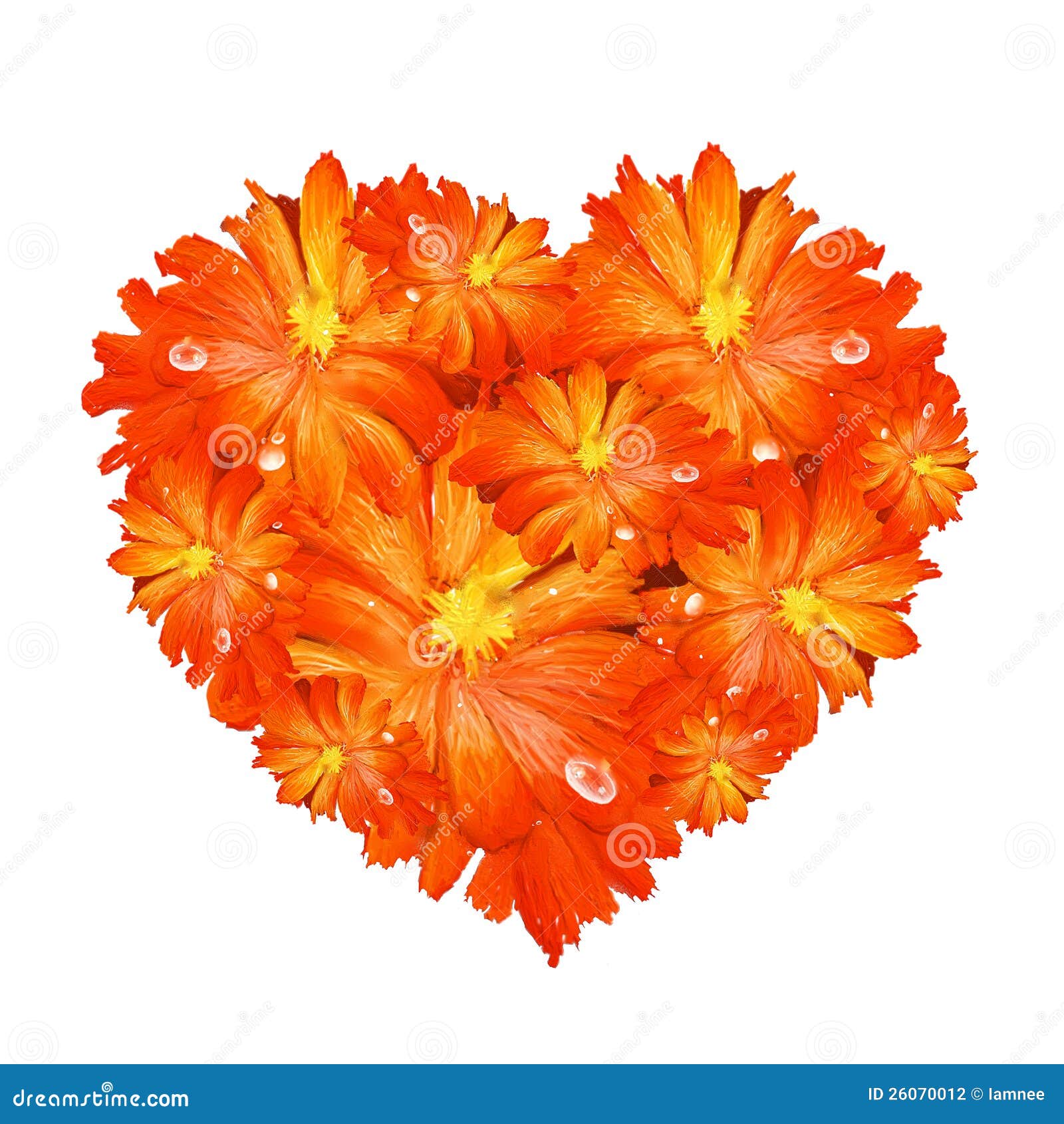 Heart Shape Of Orange Gerbera Stock Illustration Image 26070012