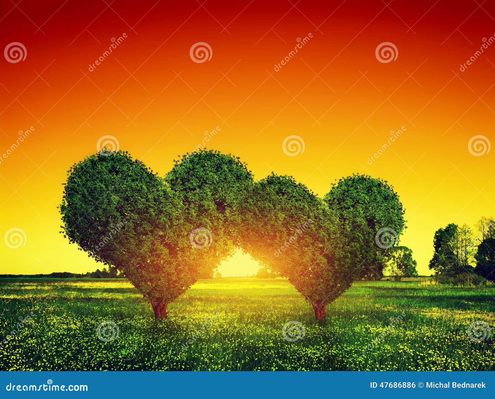 heart  trees couple on grass at sunset. love
