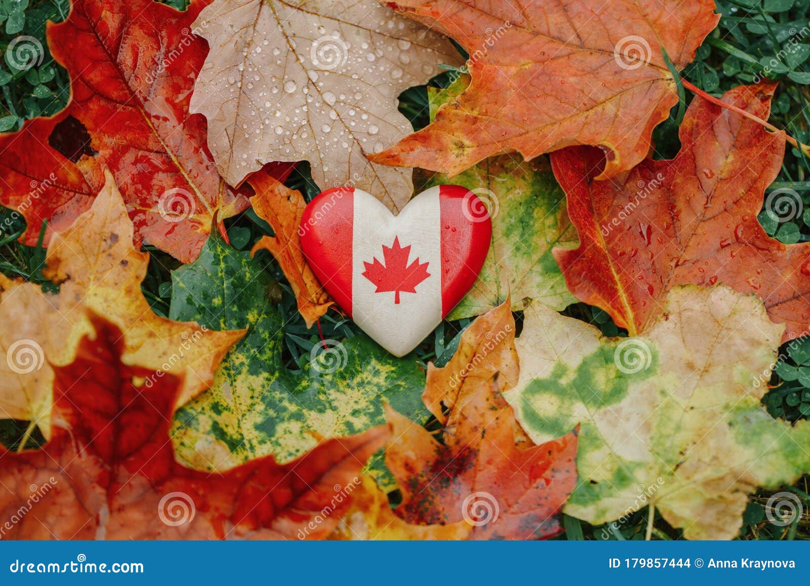 Real Leaf Canada Flag - Selective Colour Stock Image - Image of