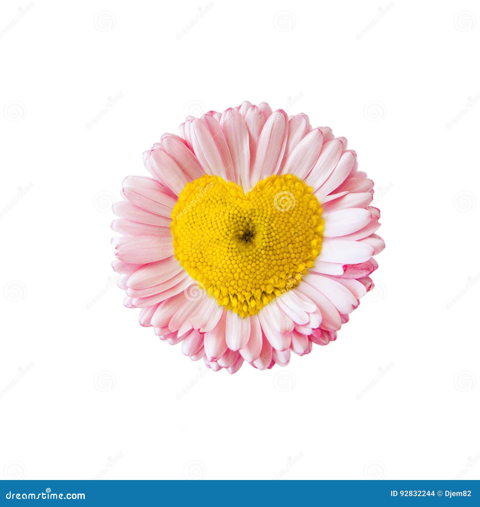 Heart shaped daisy stock photo. Image of card, isolated 92832244