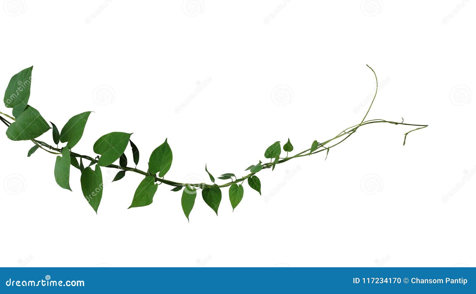 heart d dark green leaf twisted jungle vines liana climbing