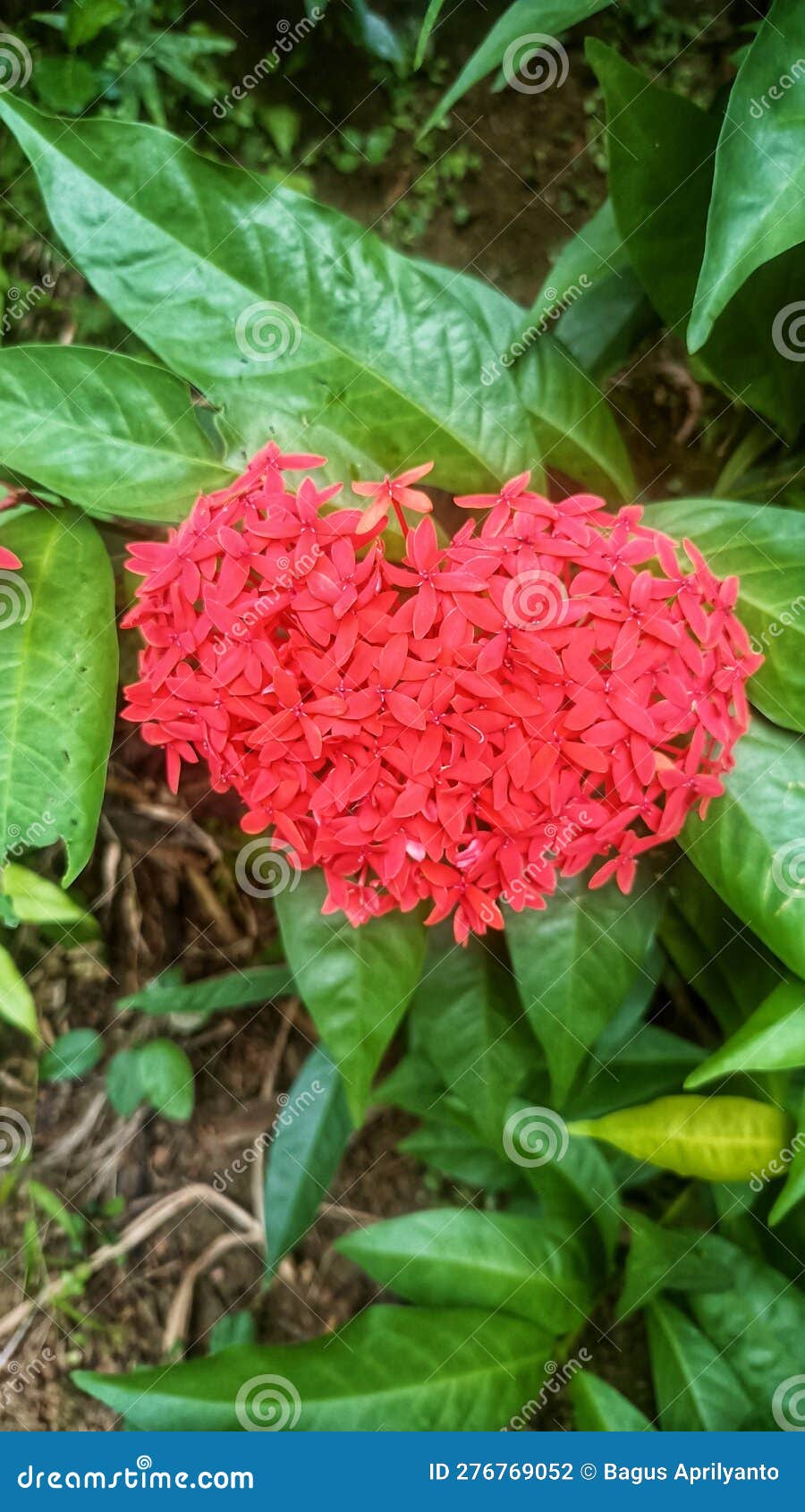 Heartshaped Flowers Symbolize Affection Stock Photo Image of