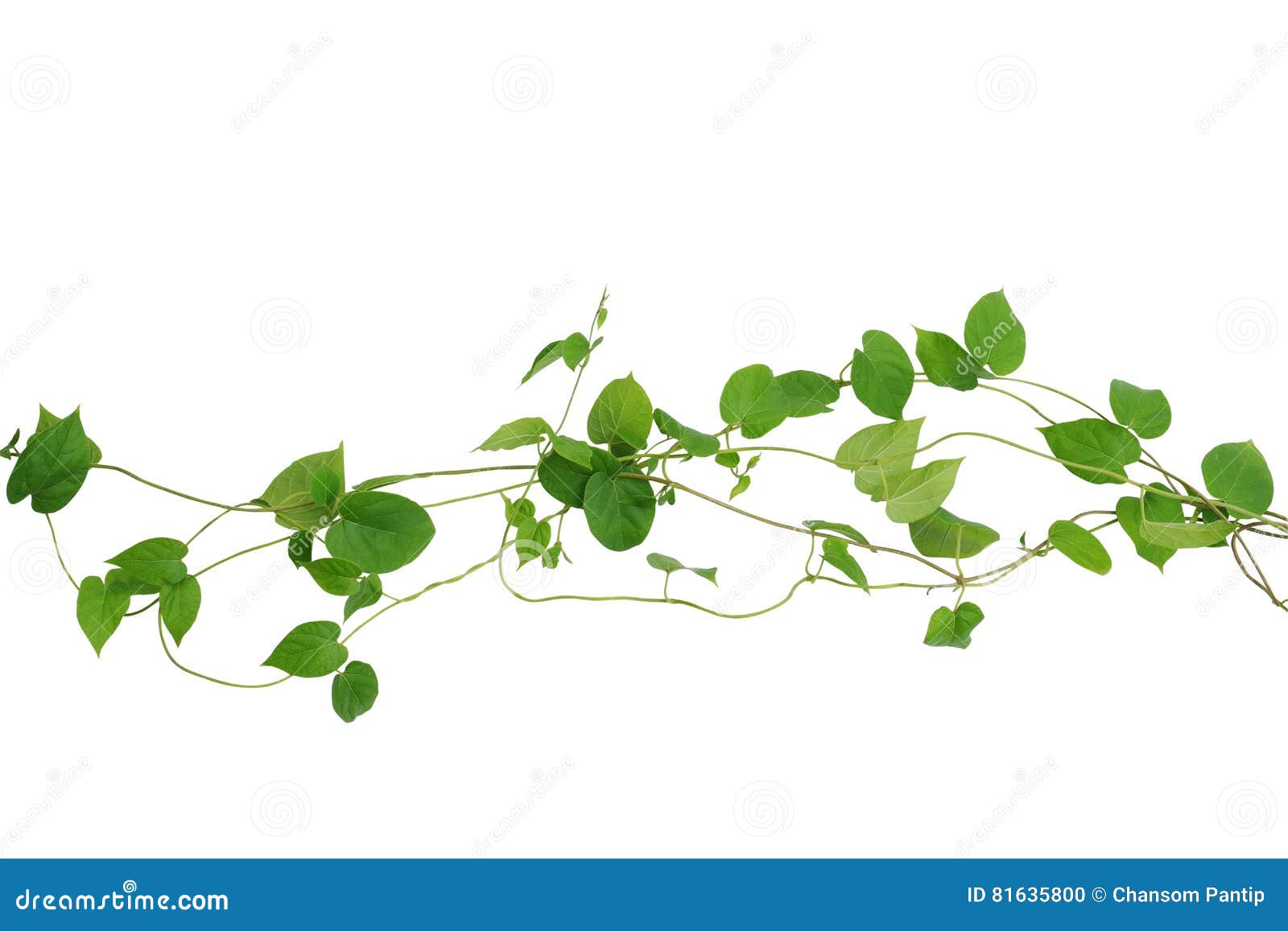heart d green leaf vines  on white background, clip