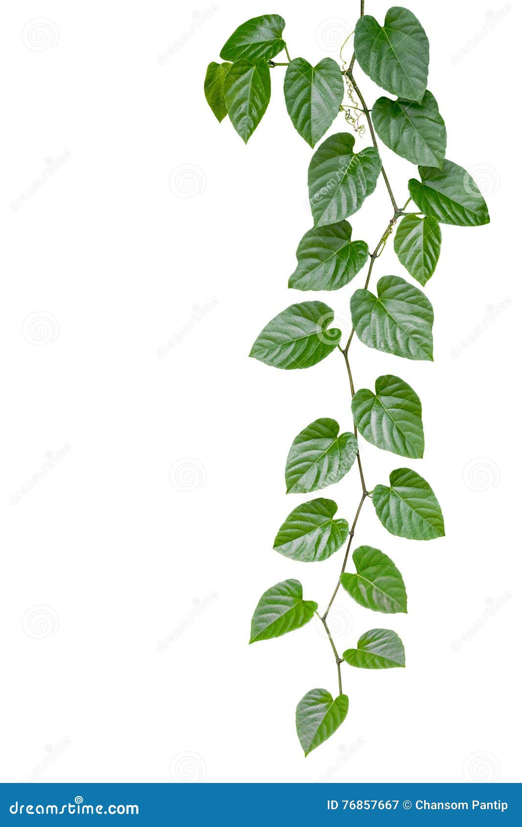 Heart Shaped Green Leaves Jungle Vine Isolated on White Background,  Clipping Path Included Stock Image - Image of heart, hang: 76857667