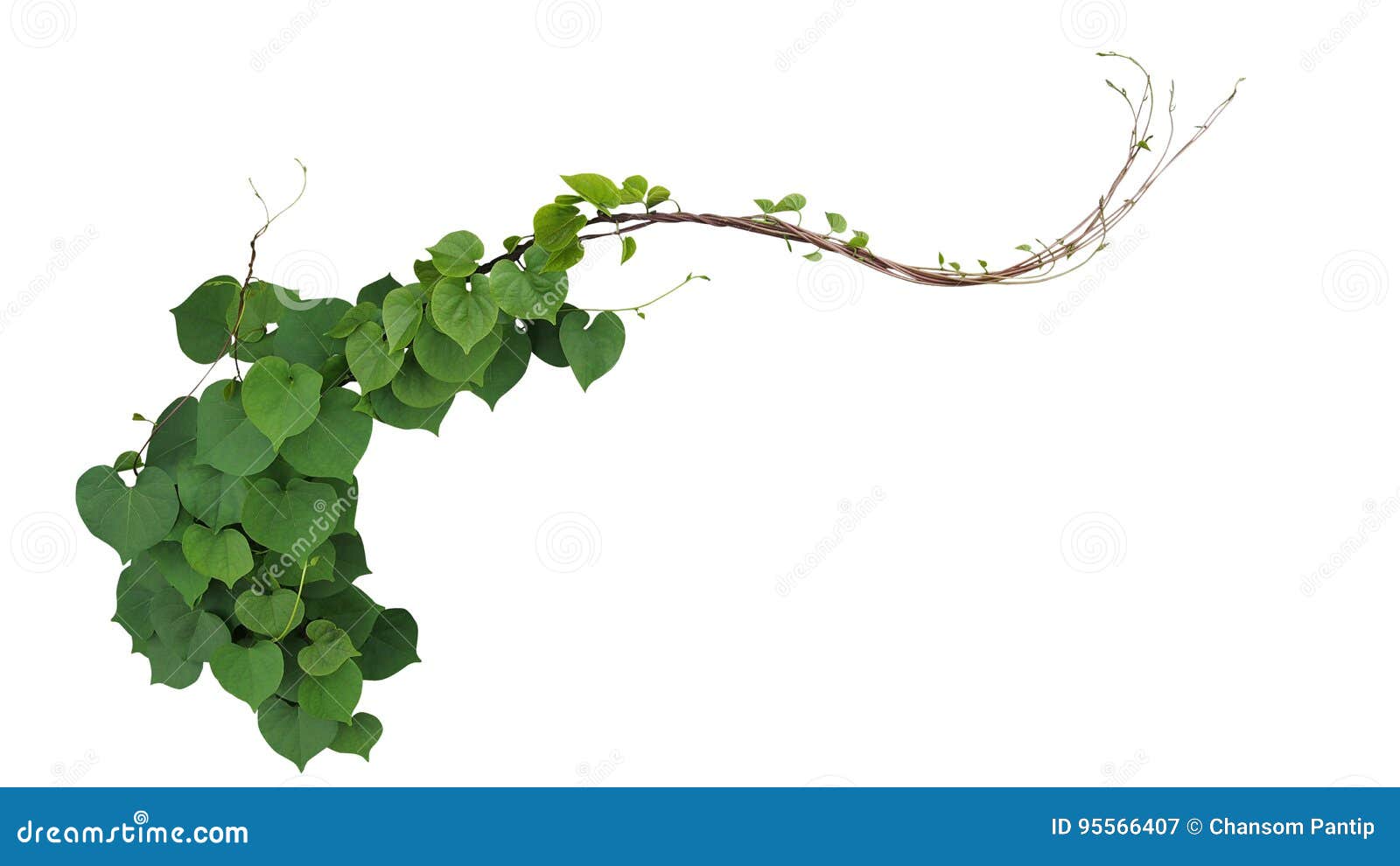 Heart shaped green leaves of Obscure morning glory Ipomoea obscura climbing vine plant isolated on white background, clipping path included.