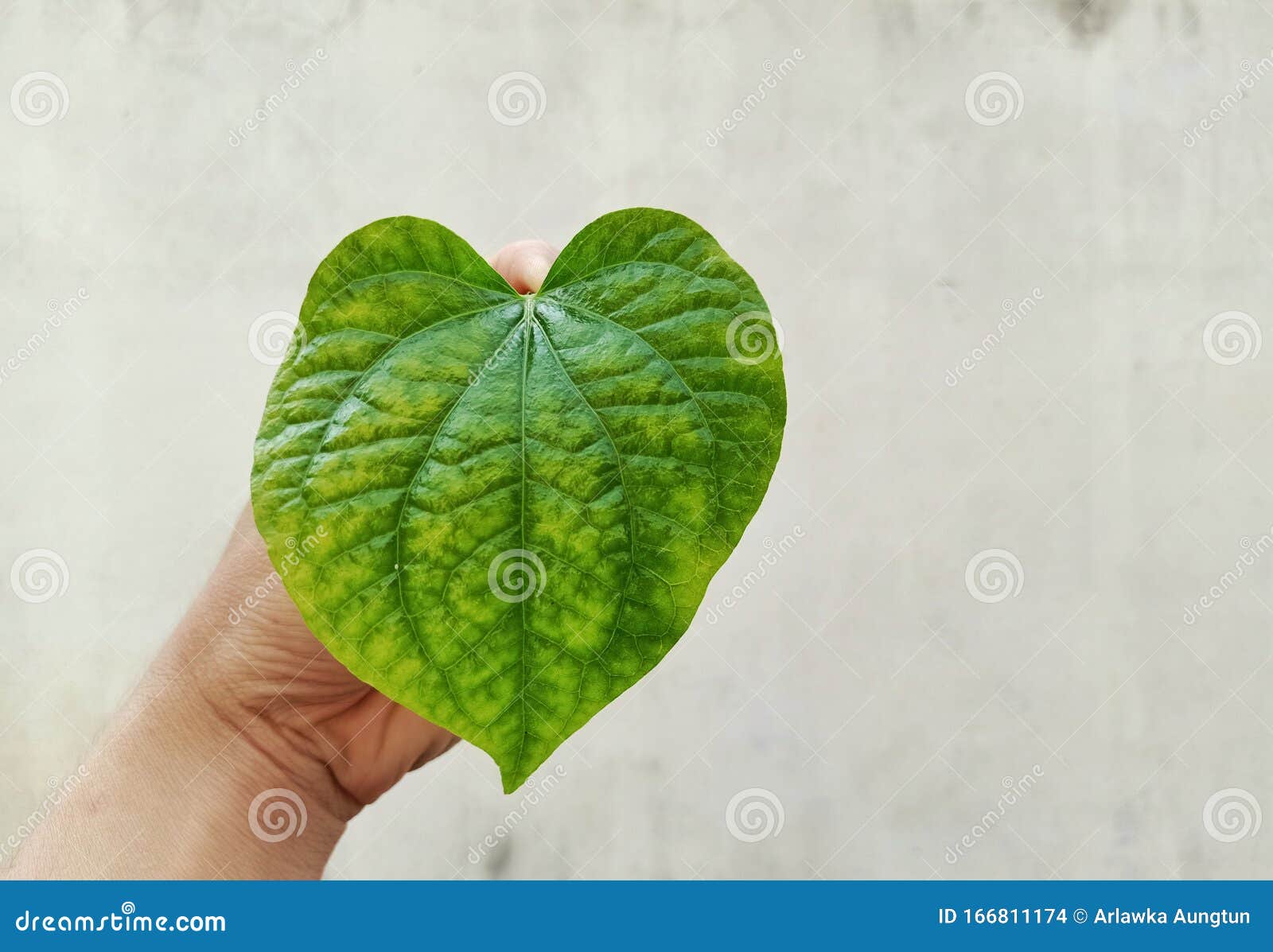 Heart Shaped Green Leaves on a White Background Stock Photo Image of