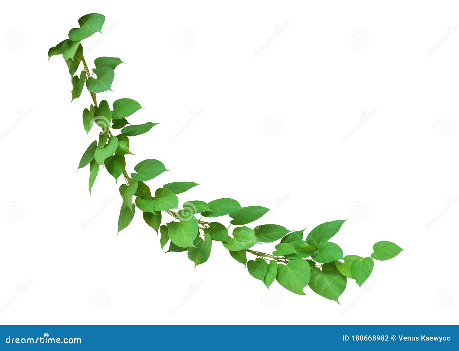 Heart Shaped Green Leaves Wild Climbing Vine, Isolated on White ...
