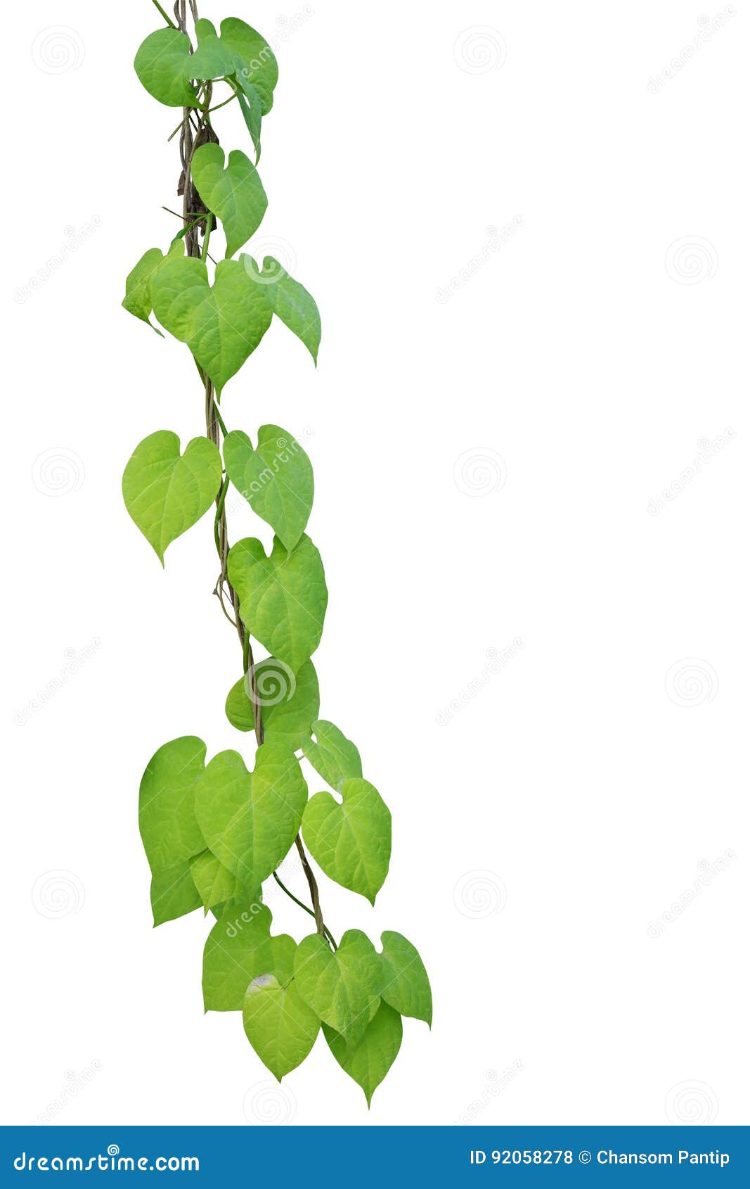 Heart Shaped Greenery Leaf Climbing Vines On White Back