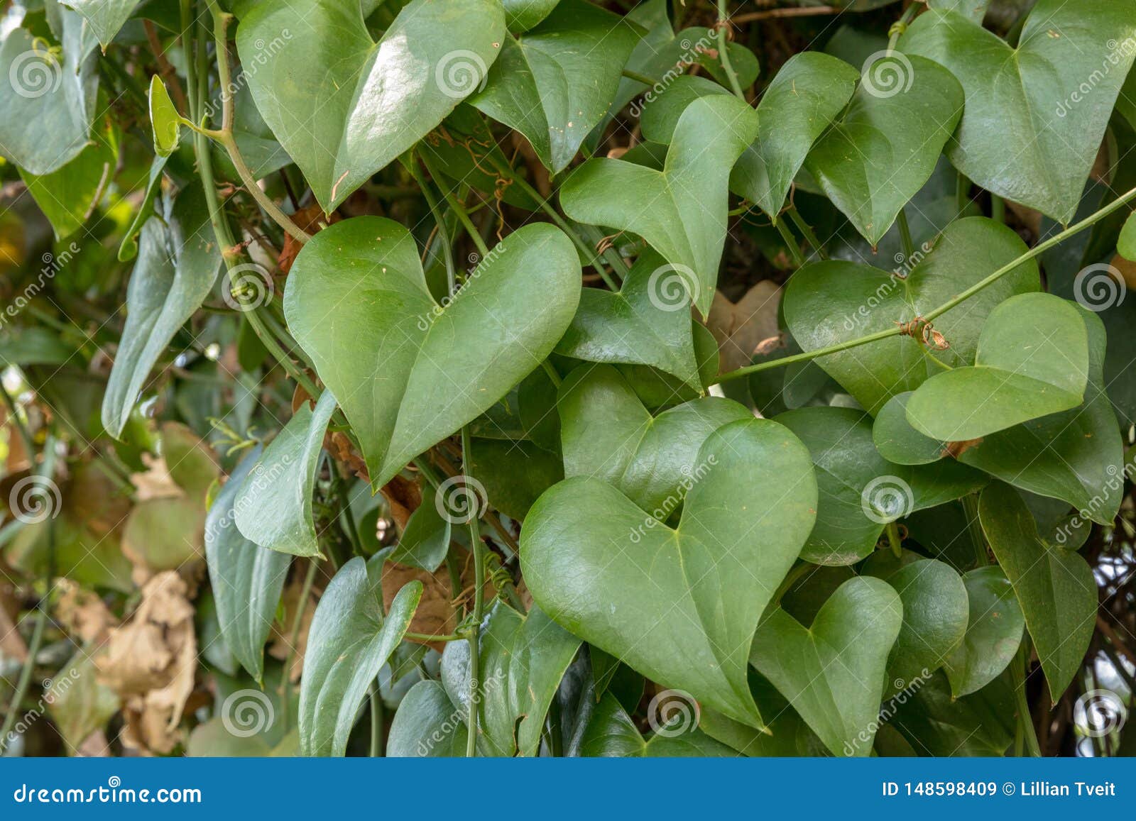 Heart Shaped Greenery Leaves Climbing Vine Plant Growing In The Forest Climbing Vine With Heart Shaped Leaves