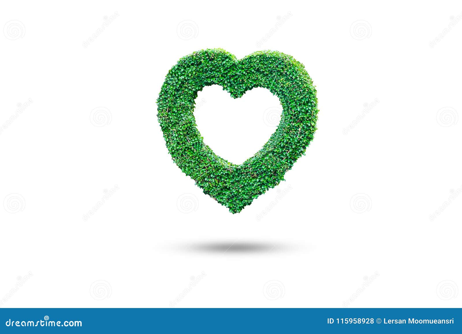 Heart Shaped Ivy on Isolate White Background Stock Photo - Image of