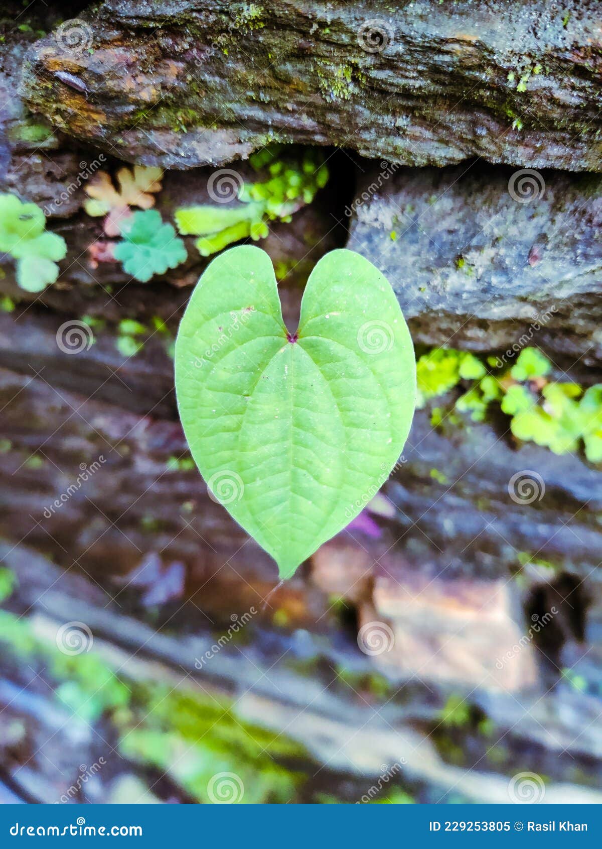 Heart Shaped Leaf Photography Background Stock Image - Image of shaped
