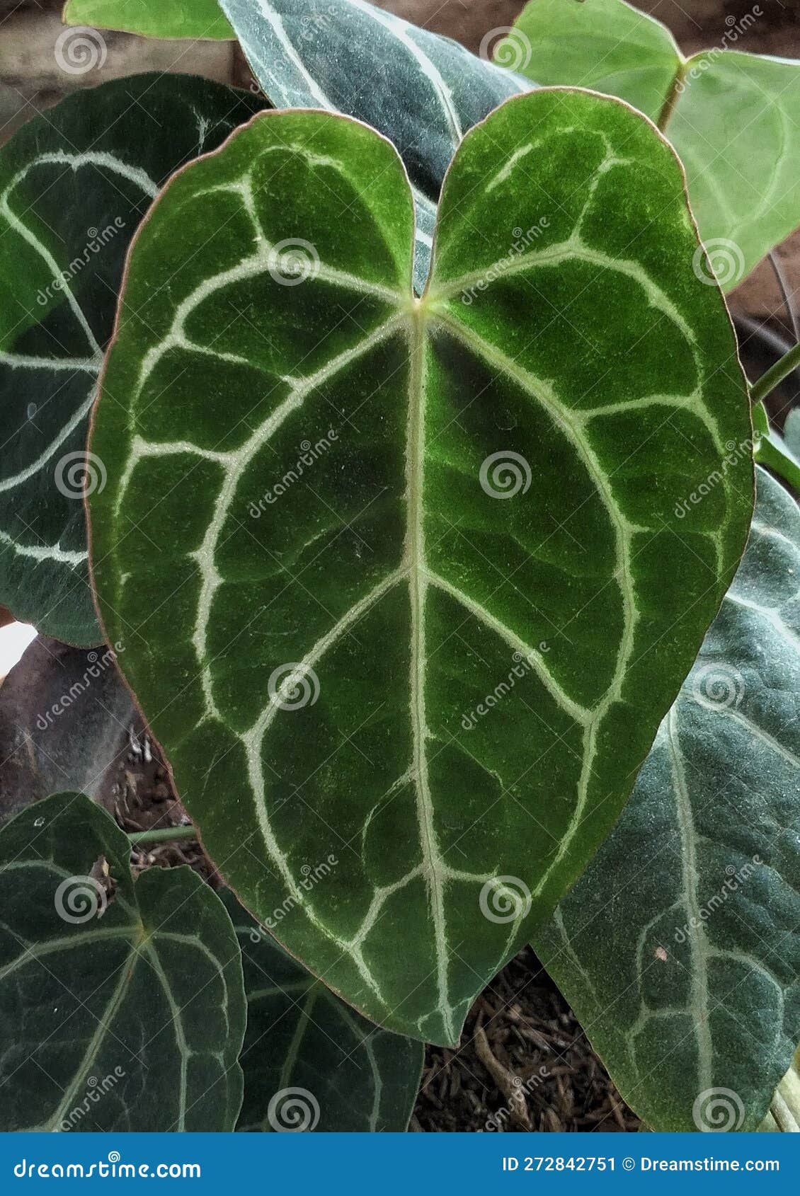 heart d leaves anthurium crystallinum