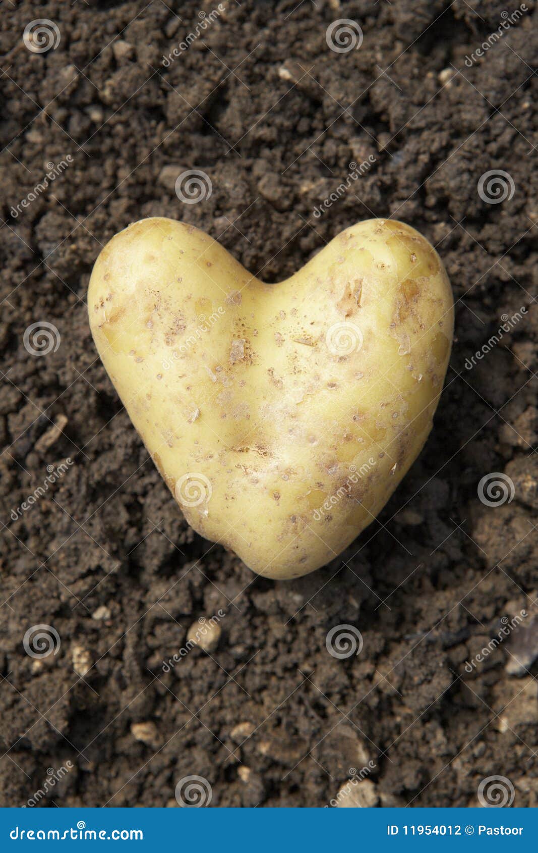 Heart shaped potatoe stock photo. Image of like, food - 14557822