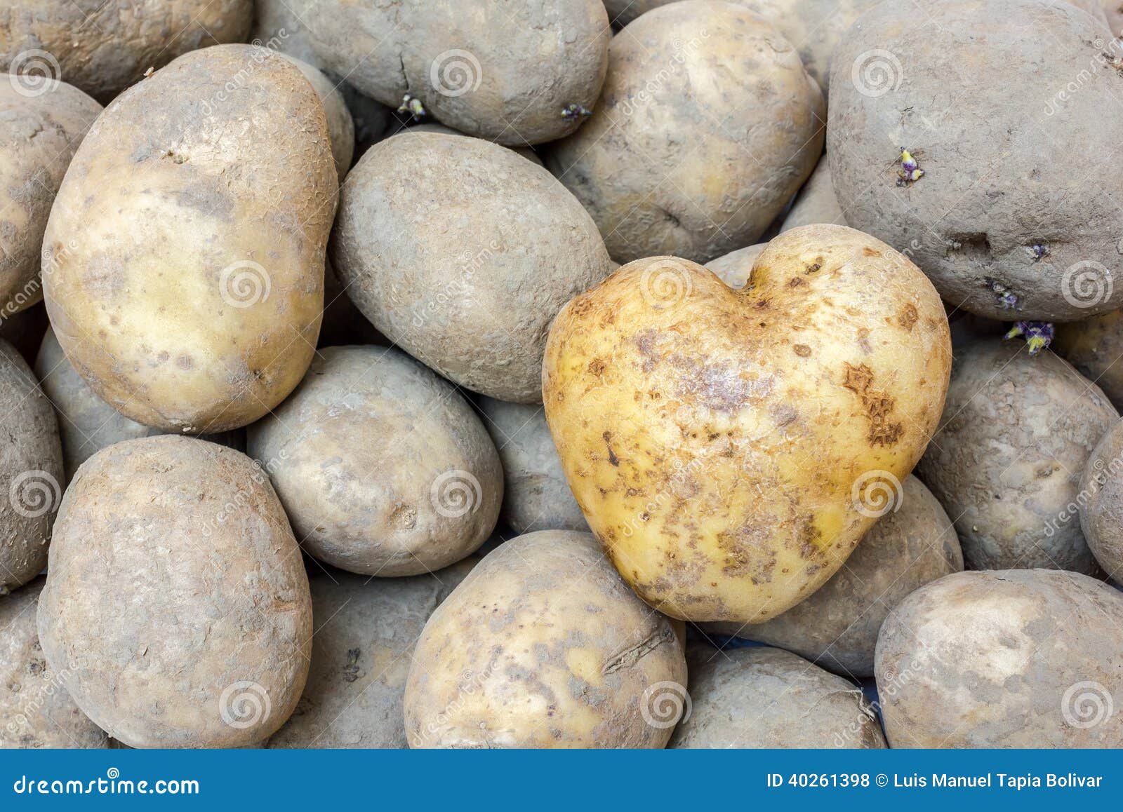 Heart Shaped Potato stock photo. Image of dirty, ingredient 40261398