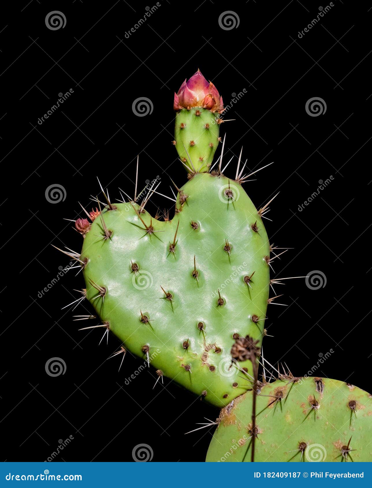 Heart Shaped Prickly Pear Cactus Valentine Stock Image - Image of botany, isolated: 182409187 Heart Shaped Prickly Pear Cactus Valentine Stock Image - Image of botany, isolated: 182409187