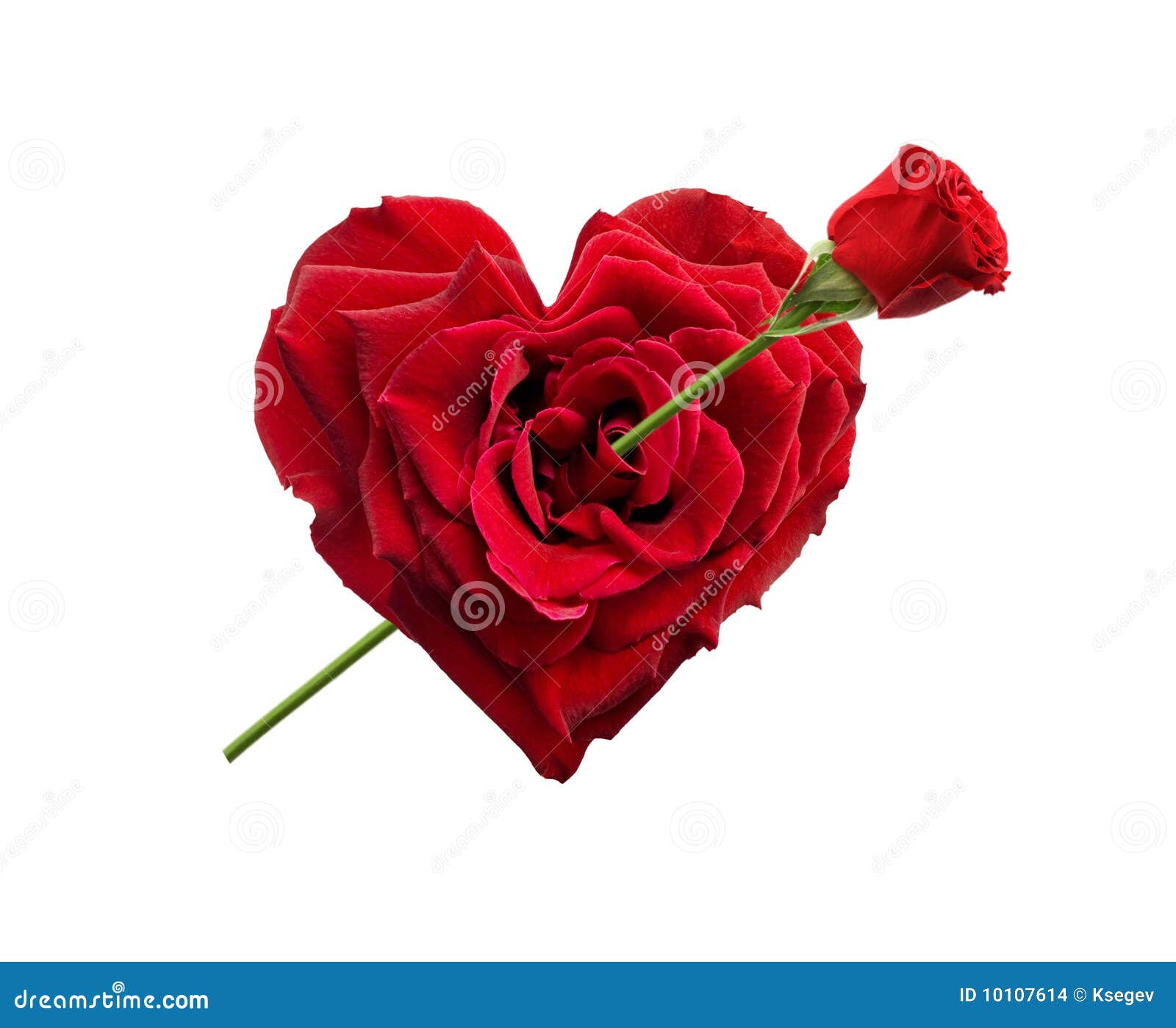 Heart shaped rose stock photo. Image of greeting, rose - 10107614