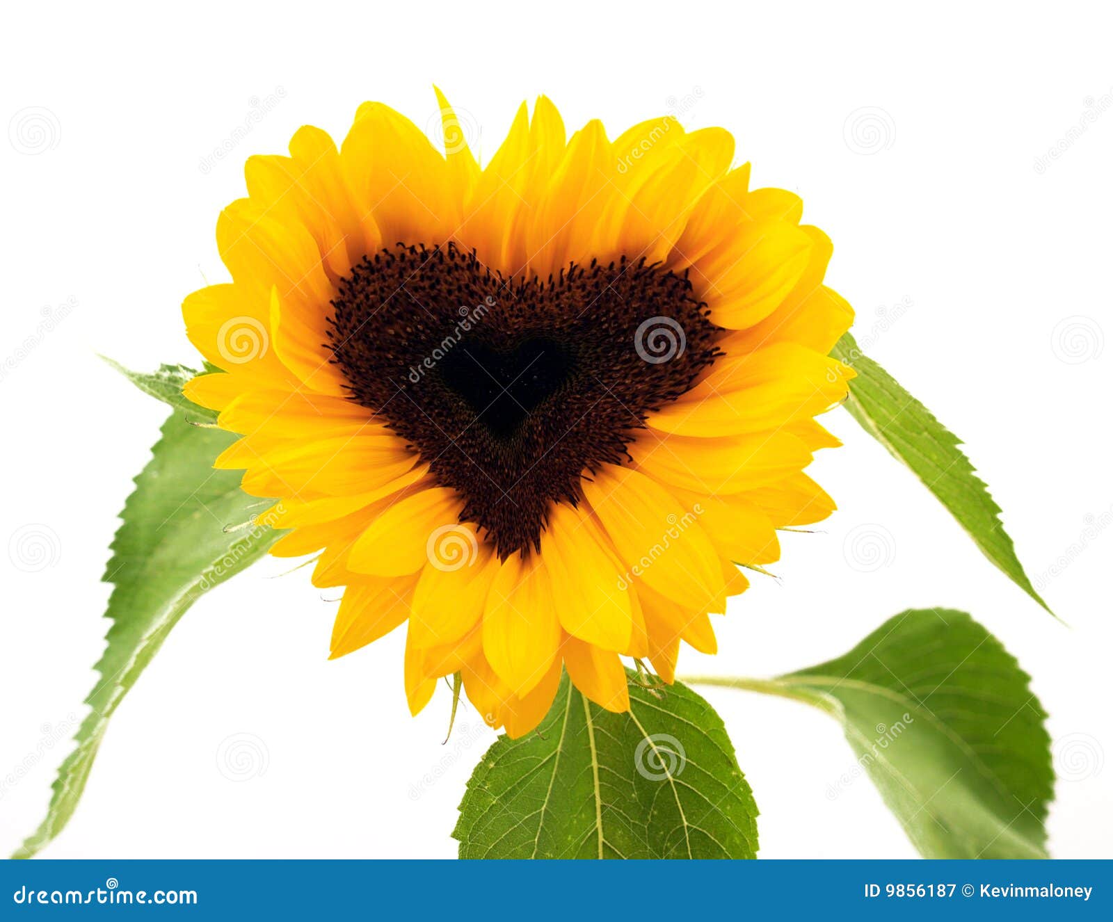 Heart-shaped sunflower stock image. Image of head, seeds - 9856187