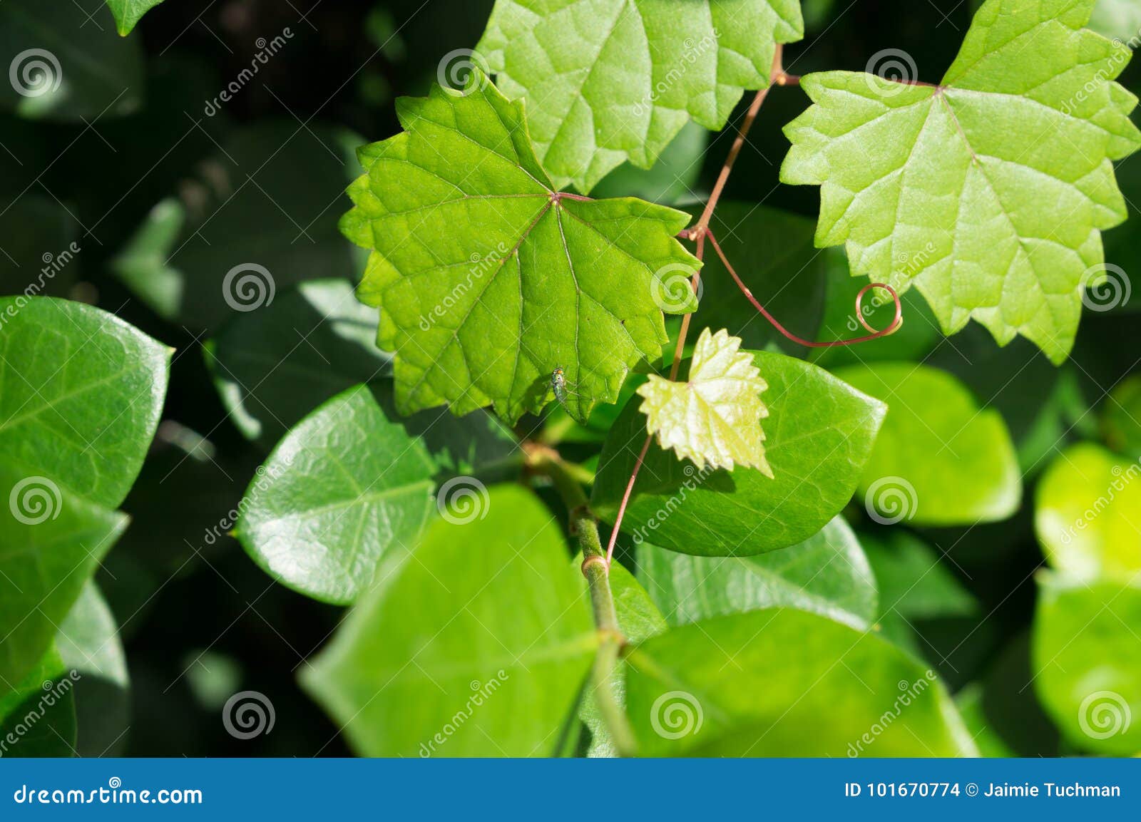 Heart Shaped Jagged Leaf on a Vine in Selective Focus Stock Photo