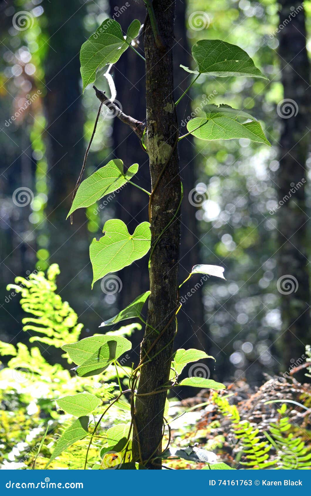 Heart Shaped Vine Leaves Climbing A Branch Stock Image - Image of Climbing Vine With Heart Shaped Leaves