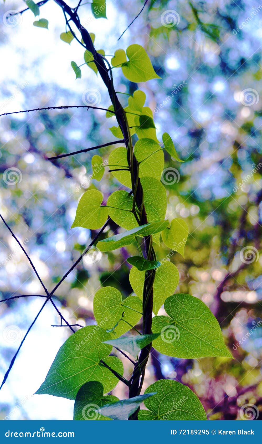 Heart Shaped Vine Leaves Climbing A Branch Stock Image - Image of heart Climbing Vine With Heart Shaped Leaves