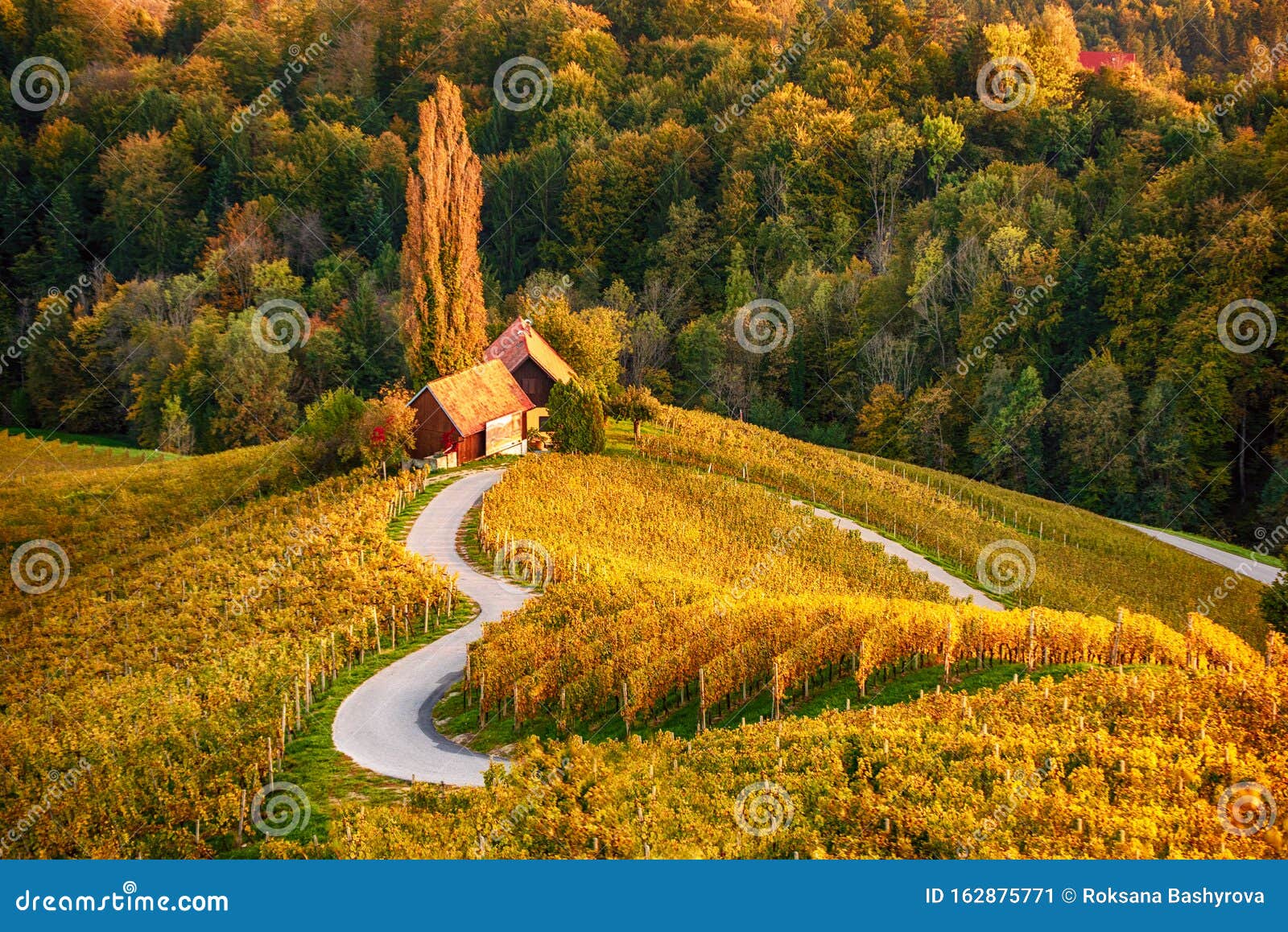 Heart Shaped Wine Road in Slovenia Stock Image - Image of grape ...