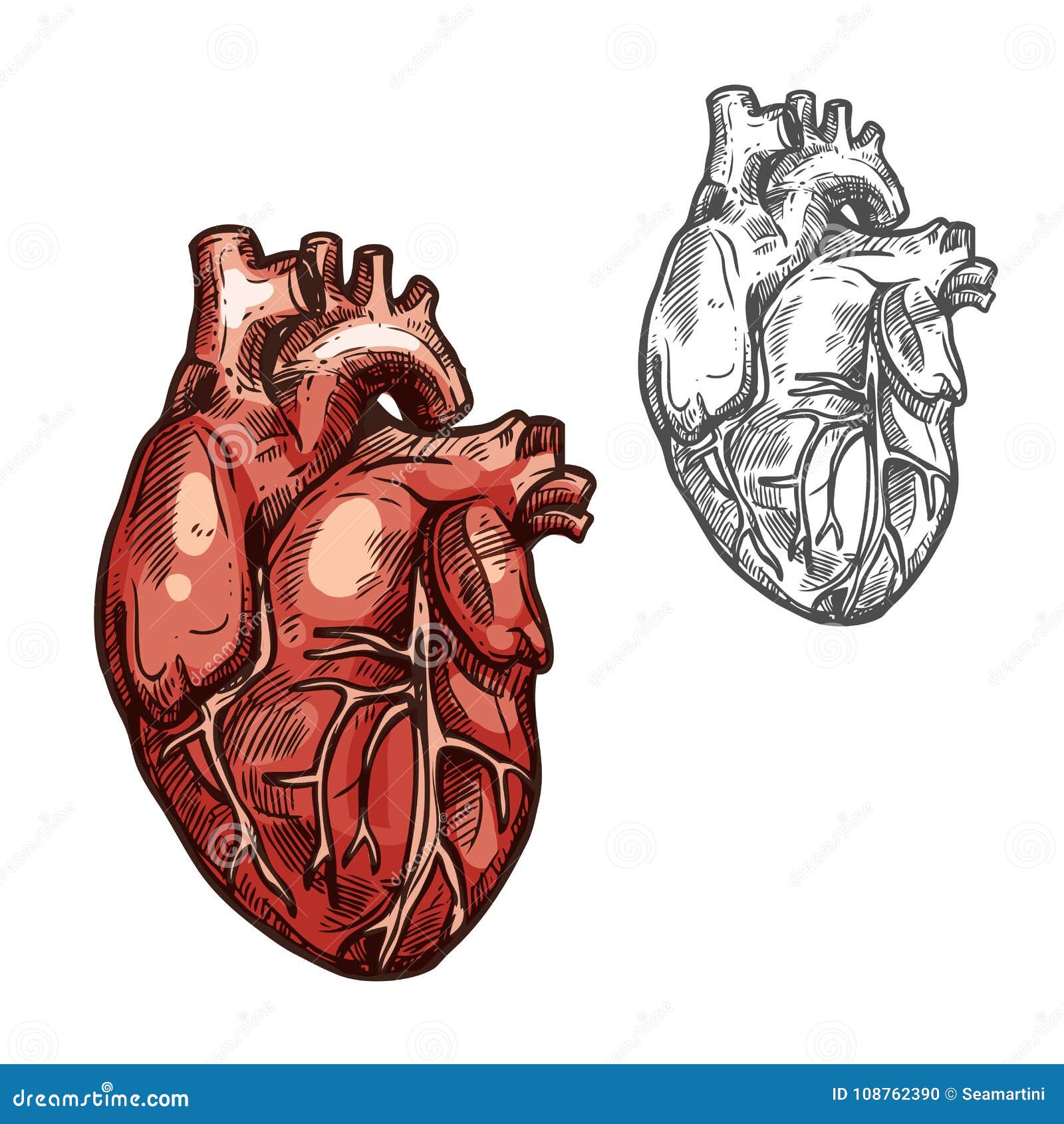 Human Heart Organ Vector Sketch Icon Stock Vector Illustration Of