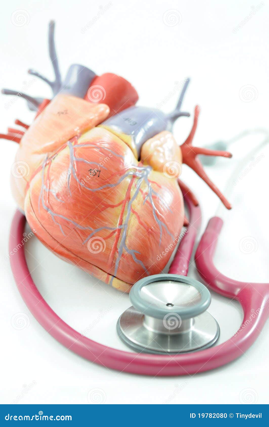Heart and stethoscope stock photo. Image of digital, blood 19782080
