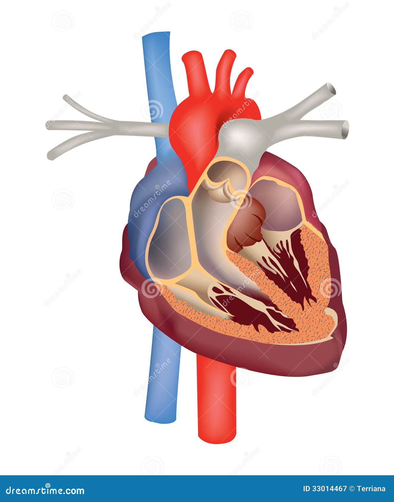 healthy human heart diagram
