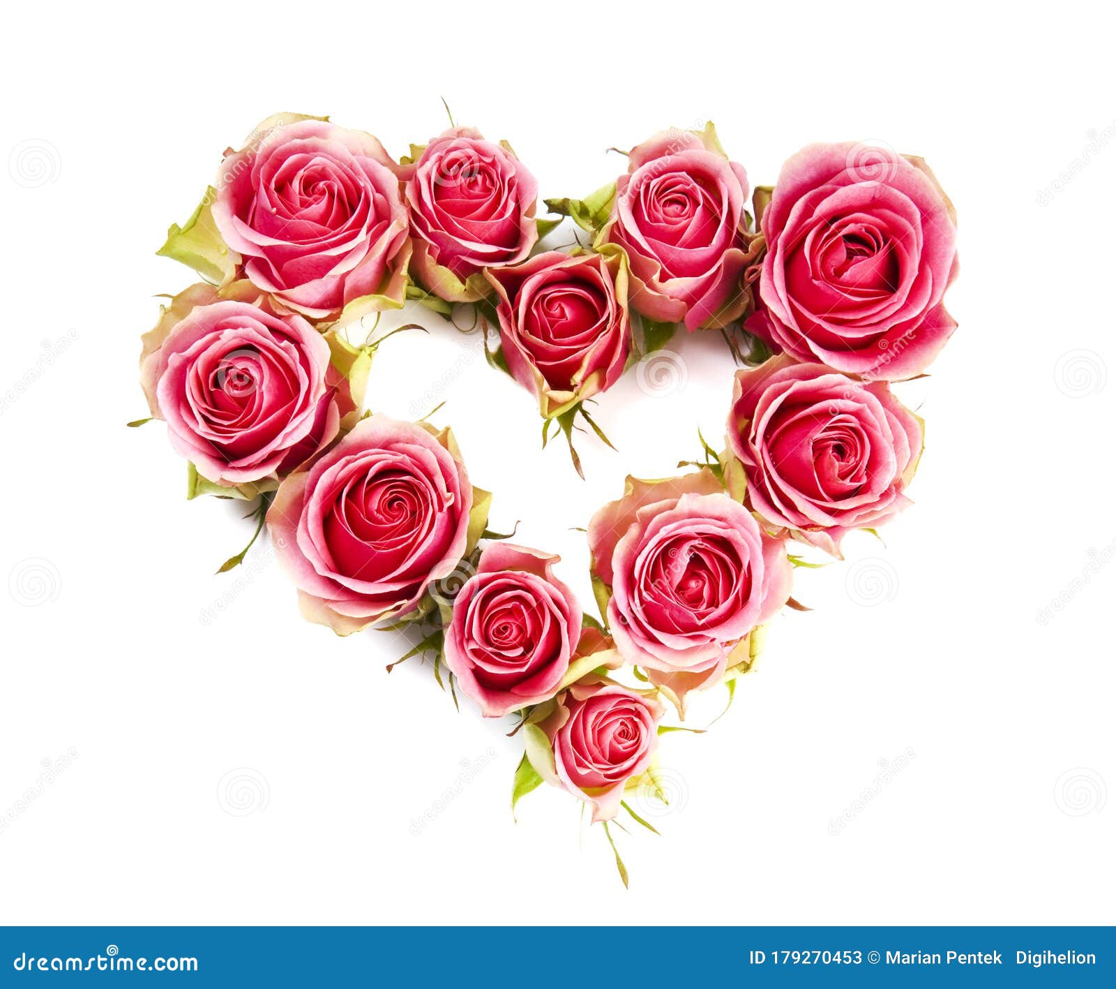 Romantic gift & red roses, isolated on pink background, love concept, Stock image