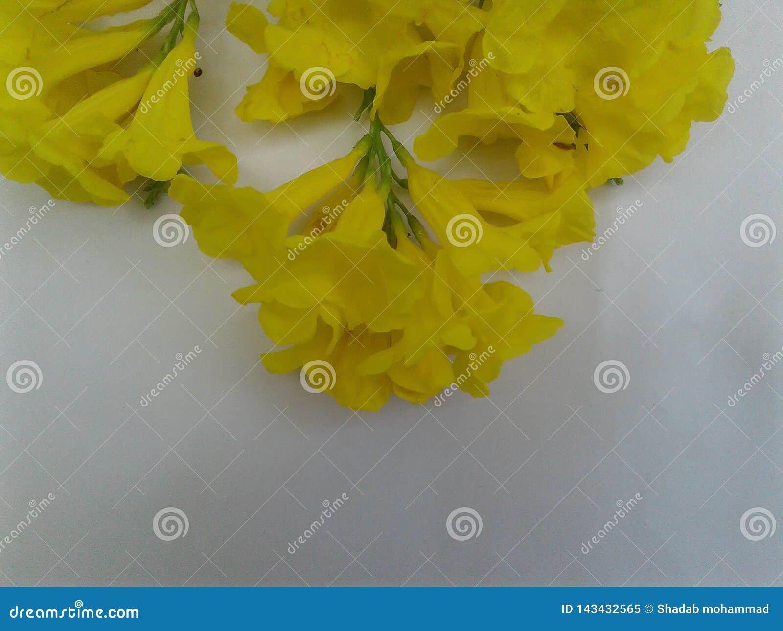 Heart Touching Beautiful Flower Yellow Stock Image - Image of heart,  background: 143432565