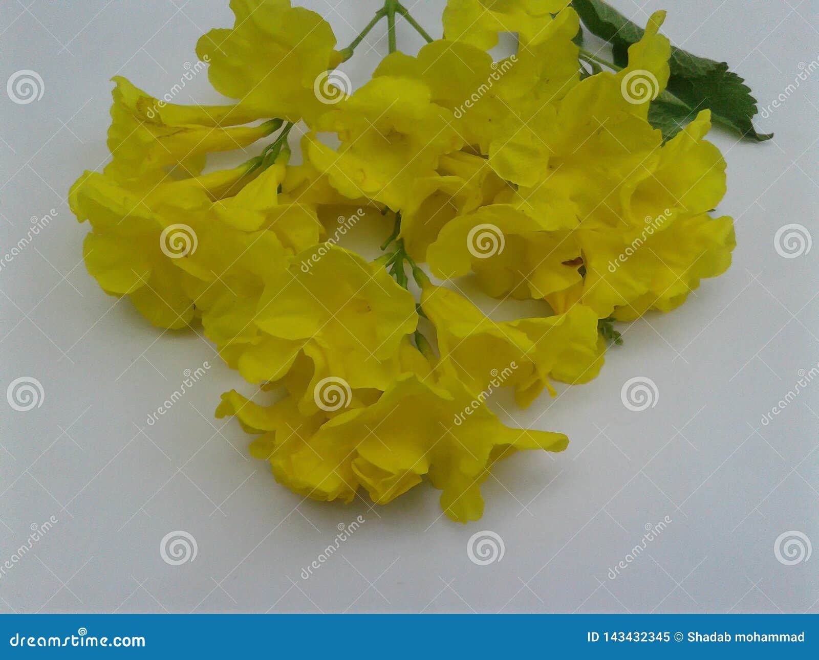 Heart Touching Beautiful Yellow Flower Stock Image - Image of bloom,  decorative: 143432345