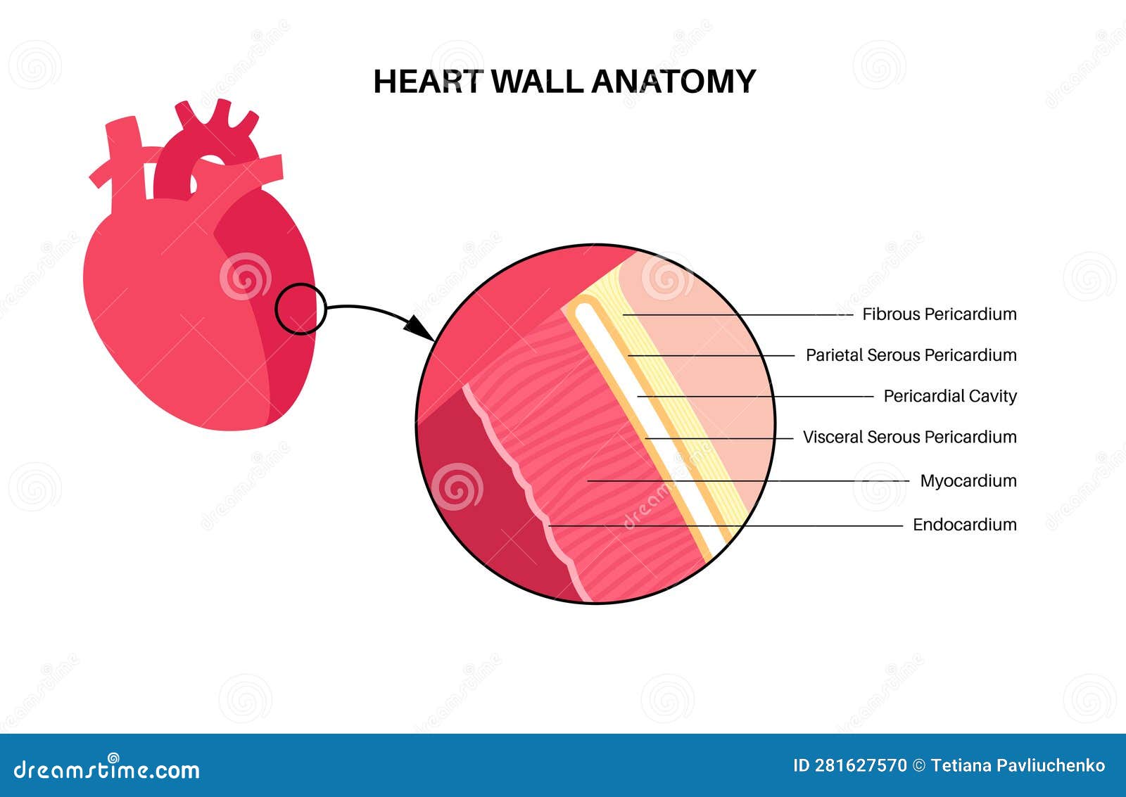 Heart wall anatomy stock vector. Illustration of structure Biology Diagrams