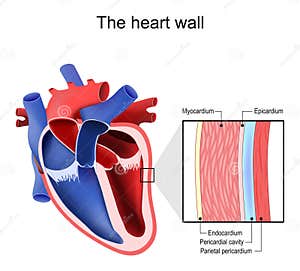 Heart Wall Pericardium Structure Vector Illustration CartoonDealer 