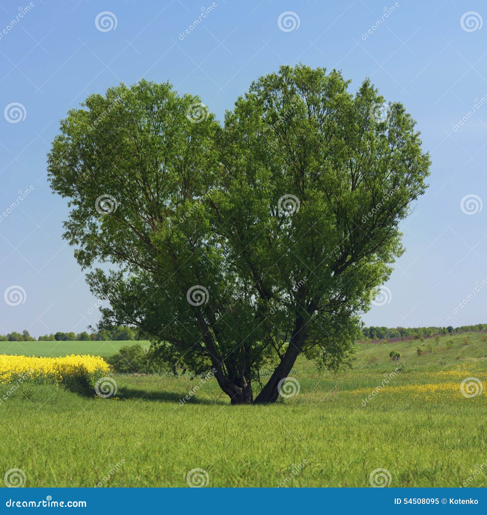 Heart of wood stock image. Image of field, shape, valentine 54508095
