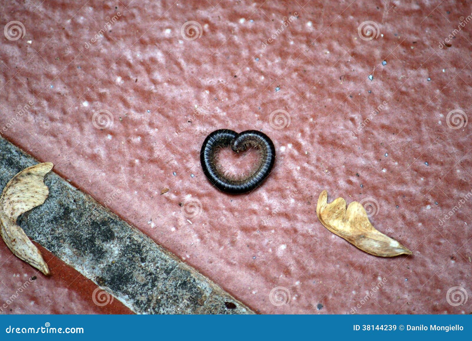Heart worm stock image. Image of loving, shape, romantic - 38144239