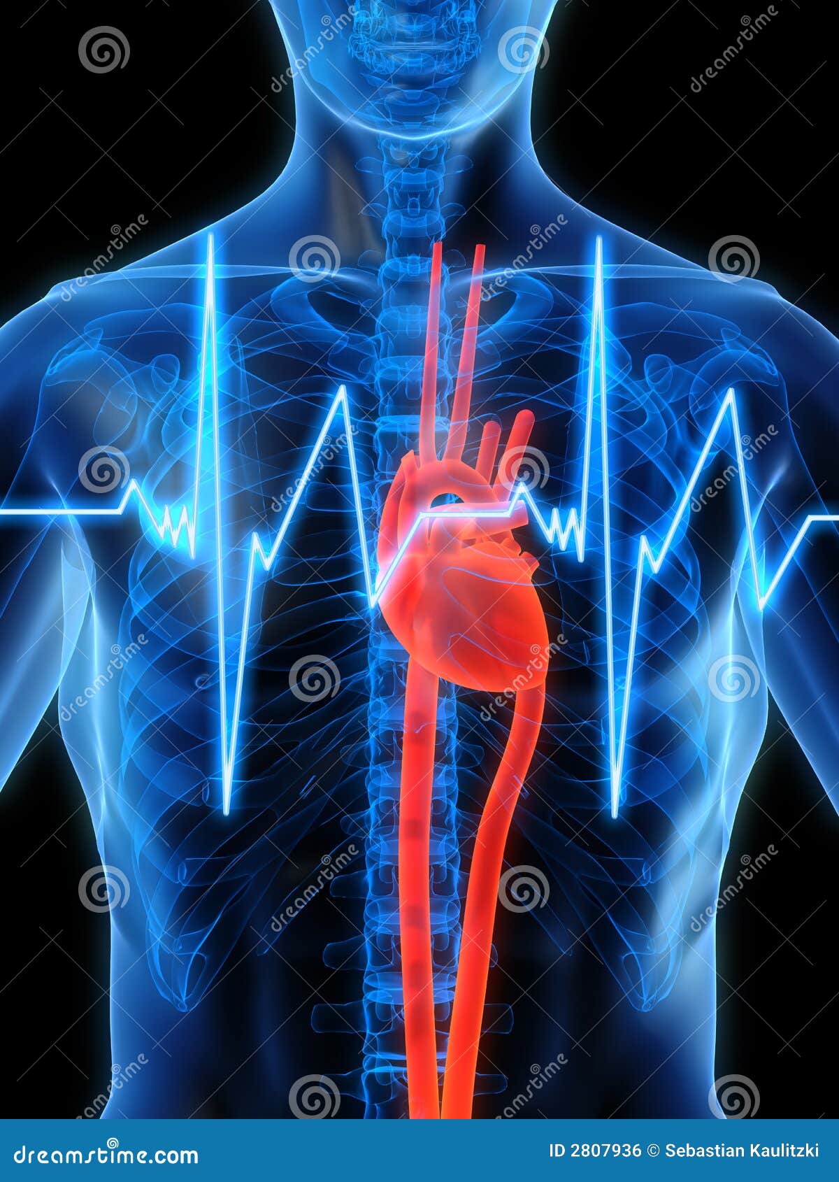 Heartbeat Royalty Free Stock Image Image 2807936