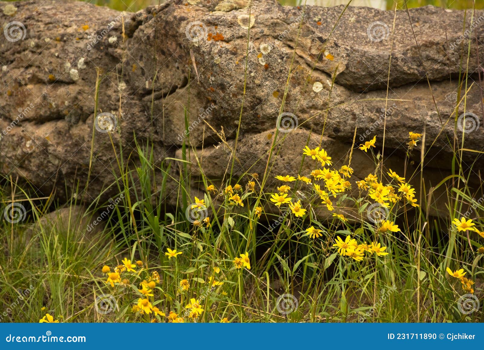 heartleaf arnica arnica cordifolia yellow wildflowers